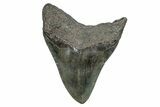 Fossil Megalodon Tooth - South Carolina #275816-2